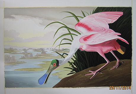 Roseate Spoonbill 1935 - <a href='https://www.reproduction-gallery.com/artist/john-james-audubon/'>More Detail</a>